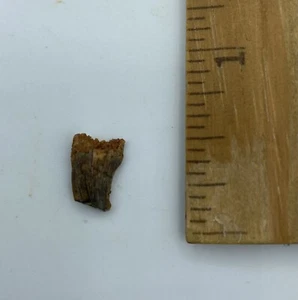 Dromeosaurier Raptor Dinosaurier Zahn fossil 3/8"" Marokko TRex Ära Wal RT4 - Bild 1 von 3