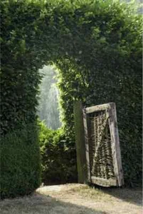 20 x Hainbuchen 125-150cm Heckenpflanzen Carpinus betulus Wurzelware Weißbuche - Bild 1 von 1