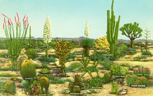 Pocas variedades de vegetación del desierto, UNP, EN MUY BUENA CONDICIÓN -- POSTAL - Imagen 1 de 2
