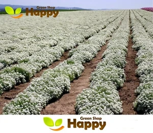 SWEET ALYSSUM - NEW CARPET OF SNOW - 1600 seeds - Lobularia - PURE WHITE FLOWER - Picture 1 of 3