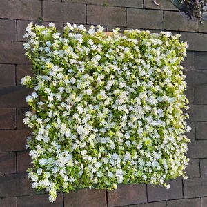 "KIEL" Pflanzenwand Blüten weiß/ Mooswand künstlich Wandmontage Gastronomie - Bild 1 von 5