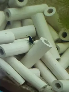50 x tubi di argilla - mini gamberetti grotta nascondiglio tubo decorativo - nano acquario TOP - Foto 1 di 5