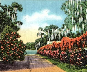C1940 Florida Orange Grove Tree Flame Vine Hibiscus Flowers Vintage Postcard - Picture 1 of 3