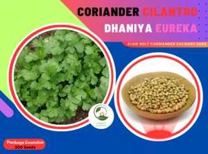 CORIANDER Cilantro ধনিয়া Eureka 300+ Seeds SLOW BOLT Corriander Culinary Herb - Picture 1 of 5