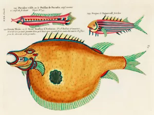 Ilustraciones de peces encontrados en Molucas Indonesia y las Indias Orientales 1 - Imagen 1 de 3