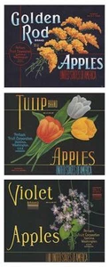 RARE LOT OF (3) 1940S "TULIP~GOLDEN ROD~VIOLET BRAND" APPLE BOX LABELS YAKIMA WA - Picture 1 of 4