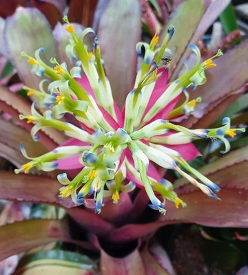 BUY ANY 3 SAVE 15% BROMELIAD Beadle's Billbergia TRES BIEN Stunning Form! Offset - Image 1 of 4