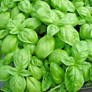 Herb Basil Sweet Genovese - 3500 seeds - Picture 1 of 1