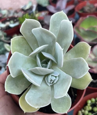 4” Echeveria 'Holy Gate' Succulent - Image 1 of 4