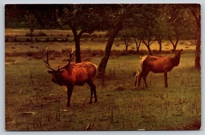 Postcard Western Elk Rockies Cascade Mountains California c1950s Unposted VTG - Picture 1 of 2