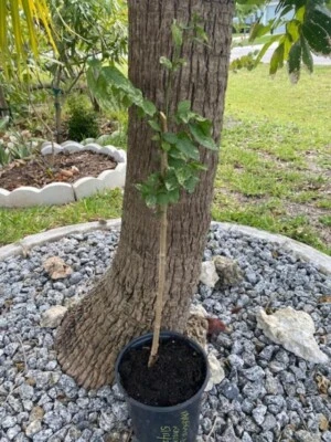 20" VARIEGATED KATUK SEEDLING(SAUROPUS ANDROGYNOUS)SWEET LEAF/TROPICAL ASPARAGUS - Image 1 of 4
