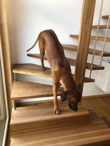 selbstklebende Anti Rutsch Matte Treppe in 60x15cm halbrund gummiert transparent - Bild 1 von 11