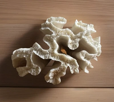 Genuine While Elegance Sea Carol (Catalaphyllia Jardinel) 18.5cm x 14cm.  - Image 1 of 4