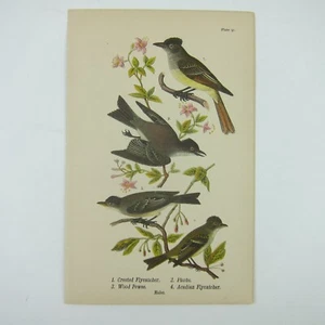 Bird Lithograph Print Crested Flycatcher Phoebe Wood Pewee Acadian Antique 1890 - Picture 1 of 12