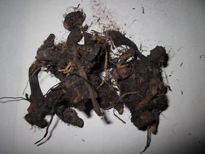 Jatamansi roots original Balchad Jatamasi Indian Spikenard Nardostachys Jatama - Picture 1 of 1