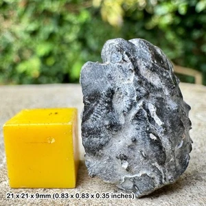 Genuine fossil crab fragment - gault clay, lower cretaceous, copt point, - Picture 1 of 1