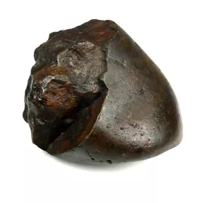 Matsya Shaligram - Fiume Gandaki - 78 grammi/1,95" - Foto 1 di 5