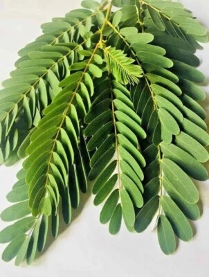 Árbol de colibrí Sesbania Grandiflora orgánico natural de alta calidad hojas secas Foto 1 de 4