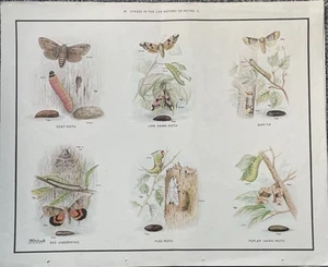 Macmillan Storia Naturale Scuola ciclo di vita fasi di falena specie Bruco - Foto 1 di 4