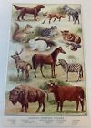 1923 book leaf print ~ ANIMALS SHOWING ORDERS Dogs, Cats, Rodents, Horses, Oxen
