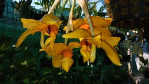Stanhopea Suncoast Mustafa (Newly Register Hybrid) - Picture 1 of 5