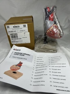 Eisco Labs Life Size Human Heart Model on Base Educational Tool - Picture 1 of 3