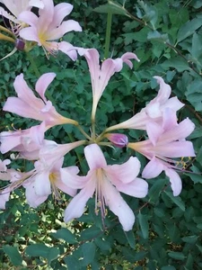 Surprise Lily Bulbs Or Naked Ladies (8) Freshly Dug - Picture 1 of 3