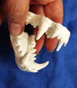 Tasso nordamericano mascelle denti fusi tassidermia replica plastica - Foto 1 di 3