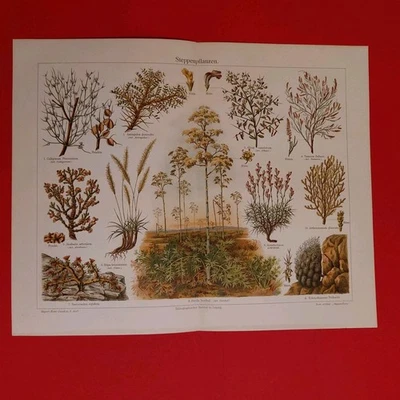 2 x Orig.(1908) Chromolithographie Wüsten - u.Steppenpflanzen  - Bild 1 von 4