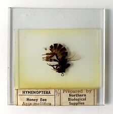 Square Glass Vintage NBS Microscope Slide of a Honey Bee
