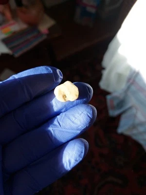 Ancient Natural Clam Pearl 11.35 CT - Image 1 of 4