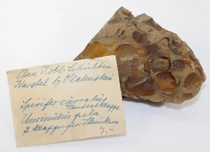 Brachiopodi, Spirifer, Uncinulus, Devon, Ems, Karstel, Germania -f462 - Foto 1 di 5