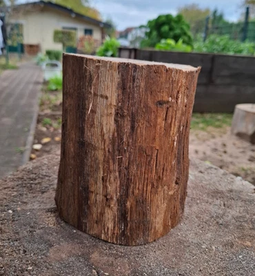 DEKO Baumstamm Holz Klotz KASTANIE Höhe 14 cm Durchmesser 14 cm Baumscheibe - Bild 1 von 4