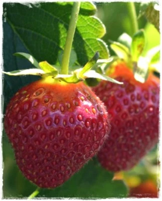 Pianta di FRAGOLA RIFIORENTE a FIORE ROSSO 'Lola' - in vaso - Immagine 1 di 2