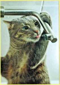 Thirsty Kitten Water Tap Russian postcard - Picture 1 of 1