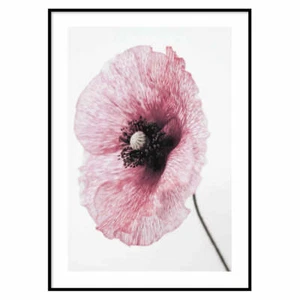 Poster Floreale Papaver rhoeas Poster arredosoggiorno Poster idea regalo moderno - Picture 1 of 27