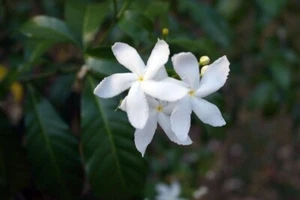 Jazmín de tres bifurcaciones - Jasminum tricotomum - 5+ semillas - semillas - W 217 - Imagen 1 de 1