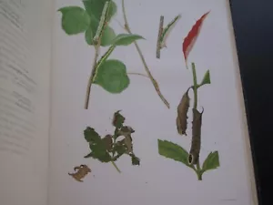 Zoology Nature Camouflage Concealing Coloration in the Animal Kingdom Illus 1918 - Foto 1 di 17