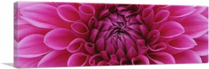 ARTCANVAS Dahlia Flower Home Decor Panoramic Canvas Art Print - Picture 1 of 11