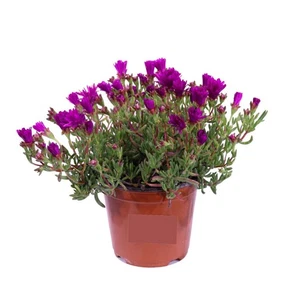 Delosperma Viola (Delosperma cooperi) - 1 Piantina in Vaso | Fiori Viola - Picture 1 of 1
