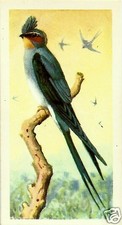 BROOKE BOND TEA CARD, SERIES: TROPICAL BIRDS, INDIAN CRESTED SWIFT