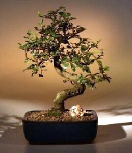 Curved Trunk Indoor Chinese Elm Bonsai Tree 10 years old