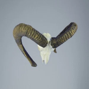 786MU Trofeo de caza de muflon, carnero, urial 81-73cm C.24cm ES - Imagen 1 de 4