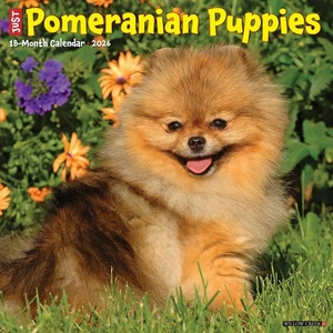 Pomeranian Puppies 2026 12" x 12" Wall Calendar (free shipping) - Picture 1 of 5