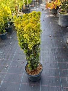 Taxus baccata David, gelbe Säuleneibe, 80cm - Bild 1 von 3