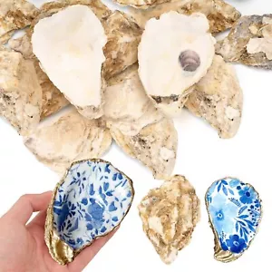 20PCS Large Oyster Shell for Crafts Real Natural Oyster Shells Bulk for Home ... - Picture 1 of 8