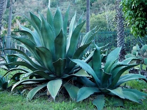 Agave Salmiana Pulque Seeds 10 Count Rare - Picture 1 of 2