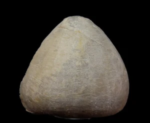 ECHINOIDE FOSSILE (RICCIO DI MARE) Echinocorys conicus -- Cretaceo --- POLONIA /pe231 - Foto 1 di 10