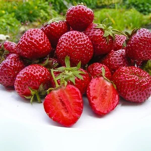 Erdbeerpflanzen Honeoye, sehr frühe Erdbeere, für Konfitüren, Desserts, 10 Stk. - Bild 1 von 6