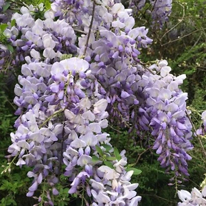 Wisteria Vine Live Starter Plant Purple Lavender Bare Root 8-10 inches - Picture 1 of 5